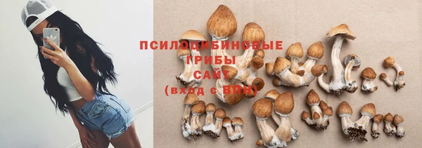 стаф Алзамай